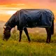 Horseware Amigo Ripstop 900D Plus Pony 100 gram